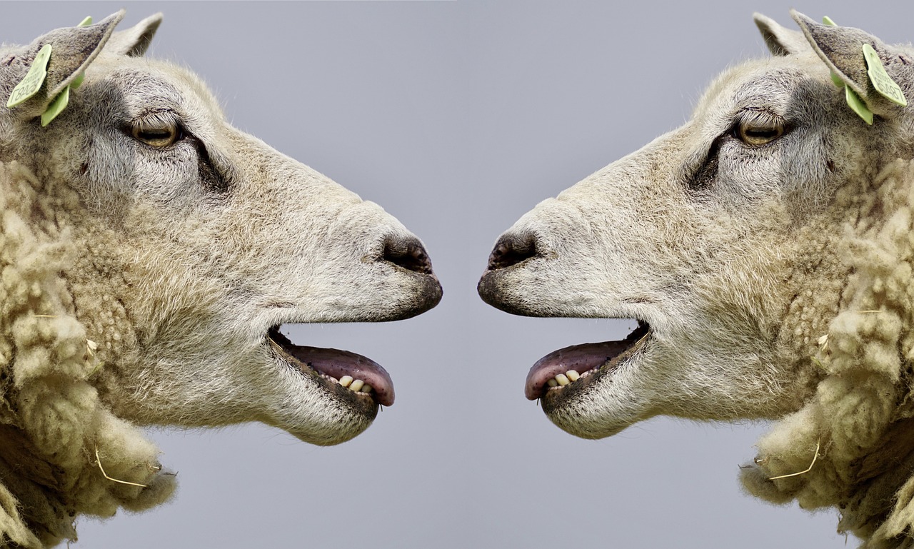 When Saying No Matters: What a Rabbit, a Dog, and an Opossum Taught Me