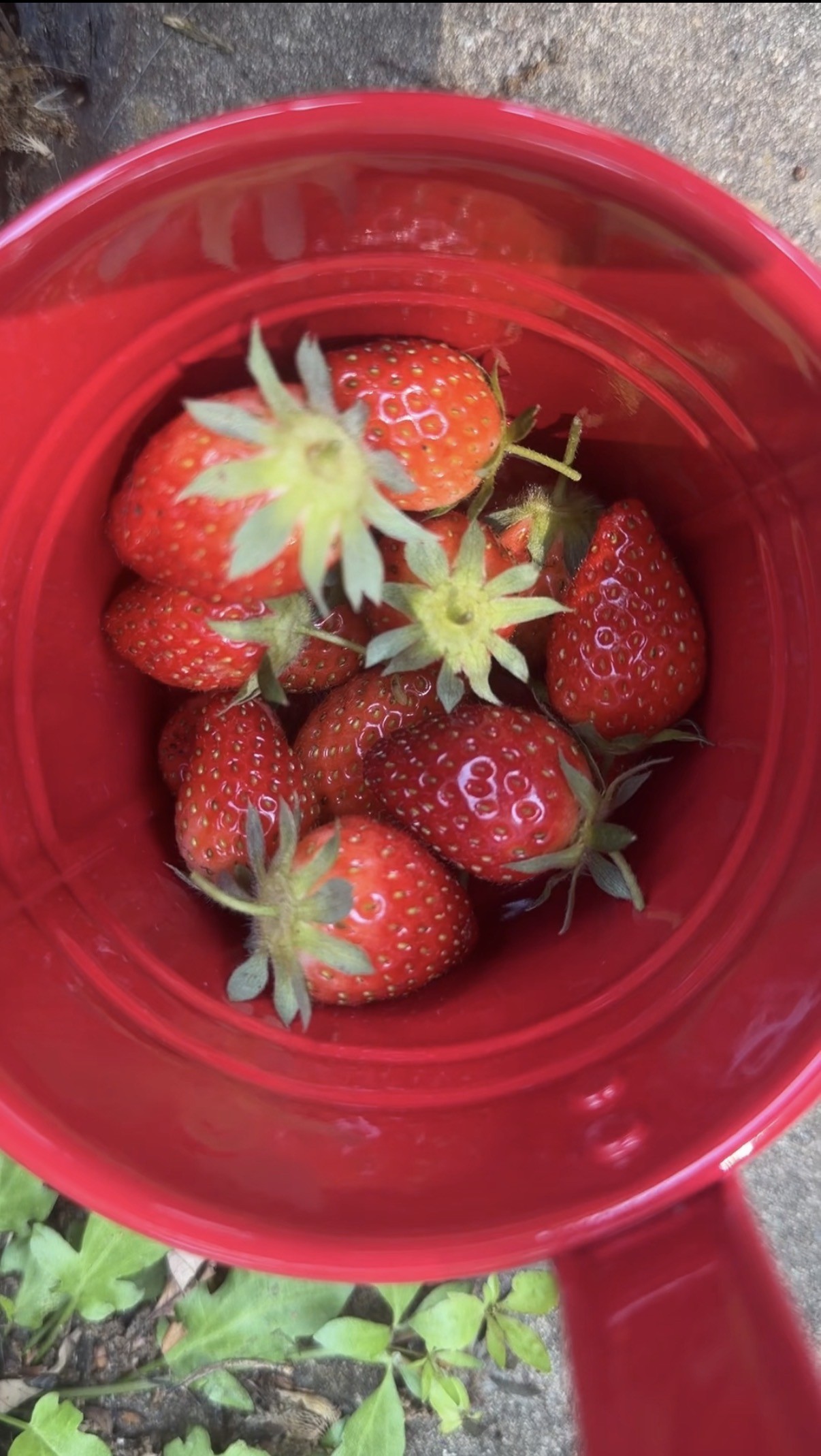 The Heart Sees Deeper Than The Eye: A Healing Gardening Journey